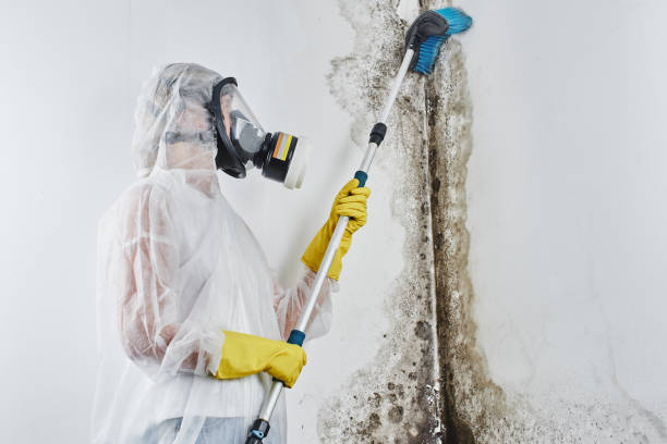 Best Black Mold Removal  in Florence, CO