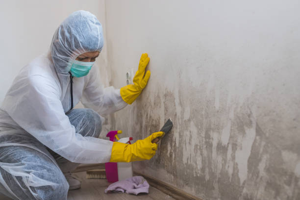 Best Crawl Space Mold Removal  in Florence, CO
