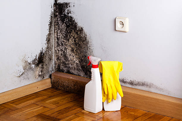 Mold Removal and Inspection in Florence, CO