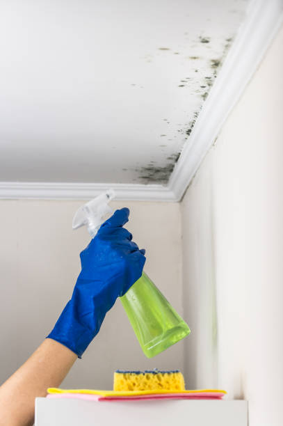 Trusted Florence, CO Mold Removal Experts
